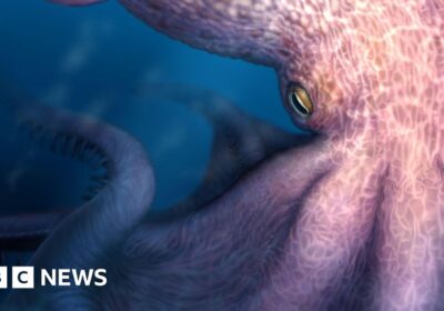Fosil Rahang Ungkap Gurita Raksasa 19 Meter Jelajahi Laut Purba