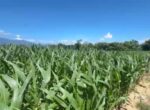 Terkubur Lumpur, Bangkit dengan Jagung, Ikhtiar Pidie Jaya Menghidupkan Kembali 30 Hektare Sawah dan Ekonomi Petani 8 IMG 20260706 WA0034