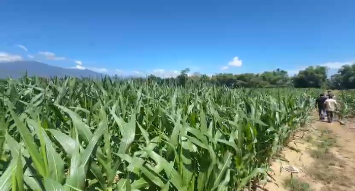 Terkubur Lumpur, Bangkit dengan Jagung, Ikhtiar Pidie Jaya Menghidupkan Kembali 30 Hektare Sawah dan Ekonomi Petani