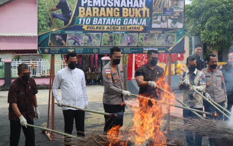 Musnahkan 110 Batang Ganja, Kapolres Aceh Selatan Tegaskan Tak Ada Ruang bagi Jaringan Narkotika