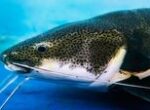 Pemerintah Maryland Tawarkan Rp26 Juta untuk Tangkap Lele Biru 9 Pemerintah Maryland Tawarkan Rp26 Juta untuk Tangkap Lele Biru