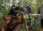 Delapan Orangutan Diselamatkan dan Dilepasliarkan di Kalimantan