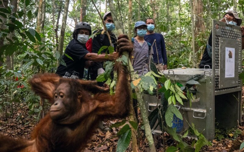 Delapan Orangutan Diselamatkan dan Dilepasliarkan di Kalimantan