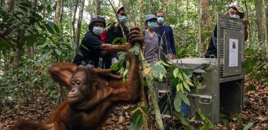 Delapan Orangutan Diselamatkan dan Dilepasliarkan di Kalimantan